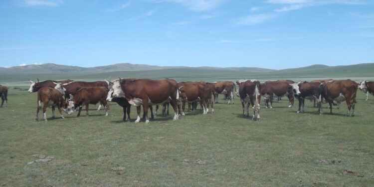 Монгол Улсыг үхрийн цээж өвчингүй, эрүүл бүс болохыг баталгаажууллаа