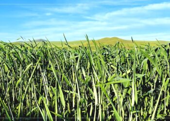 Улсын хэмжээнд 570.8 мянган га-д тариалалт хийв