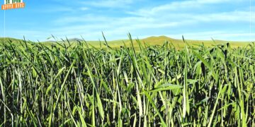 Улсын хэмжээнд 570.8 мянган га-д тариалалт хийв