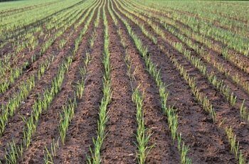 Дорноговь аймагт тариалалтын үйл явц 99.2 хувьтай