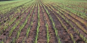 Дорноговь аймагт тариалалтын үйл явц 99.2 хувьтай