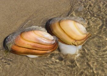 Буйр нуурт амьдардаг дагуурын сувдан хясаа, дэлт танан хясаа нь Монгол орны улаан номонд орсон ховор заламгайтан юм