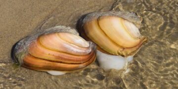 Буйр нуурт амьдардаг дагуурын сувдан хясаа, дэлт танан хясаа нь Монгол орны улаан номонд орсон ховор заламгайтан юм