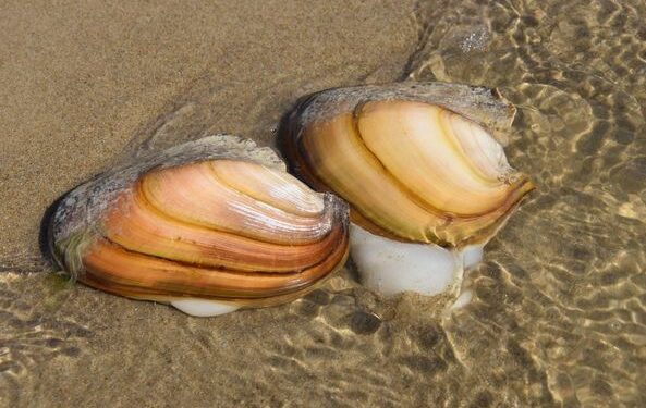 Буйр нуурт амьдардаг дагуурын сувдан хясаа, дэлт танан хясаа нь Монгол орны улаан номонд орсон ховор заламгайтан юм