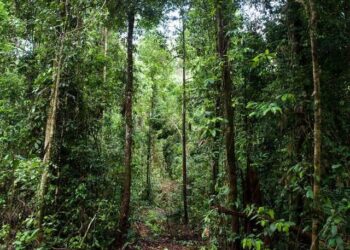 Монгол Улсын Засгийн газараас "Ойн агентлаг" байгуулах тогтоол гарлаа