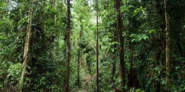 Монгол Улсын Засгийн газараас "Ойн агентлаг" байгуулах тогтоол гарлаа