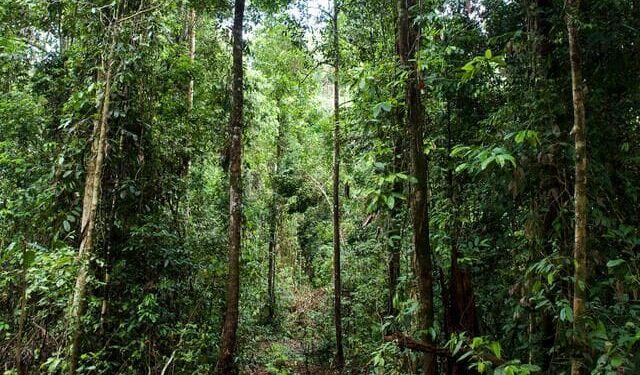 Монгол Улсын Засгийн газараас "Ойн агентлаг" байгуулах тогтоол гарлаа