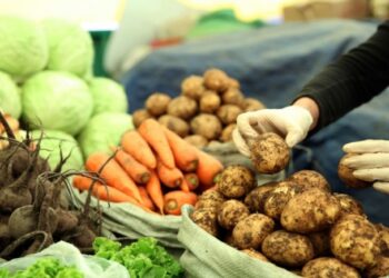 Нийслэлд Сэлэнгэ аймгийн эрт ургацын төмс нийлүүлэгдэж, борлуулалтад гарсан тул үнэ буурна