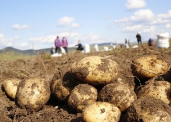 Төмс хураалаа гээд тэнэг болчихгүй