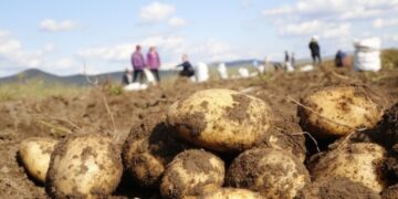 Төмс хураалаа гээд тэнэг болчихгүй