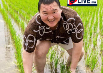 Ёкозүна Хакүхо М.Даваажаргал цагаан будаагаа тариалж байна