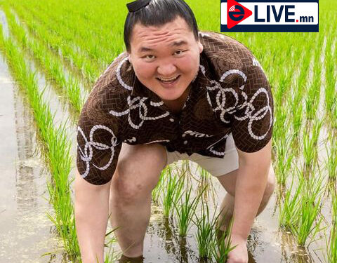 Ёкозүна Хакүхо М.Даваажаргал цагаан будаагаа тариалж байна