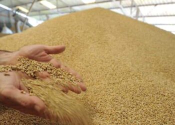 Энэ жил улаан буудай, төмсний хэрэгцээгээ дотооддоо 100 хувь хангана