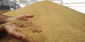 Энэ жил улаан буудай, төмсний хэрэгцээгээ дотооддоо 100 хувь хангана