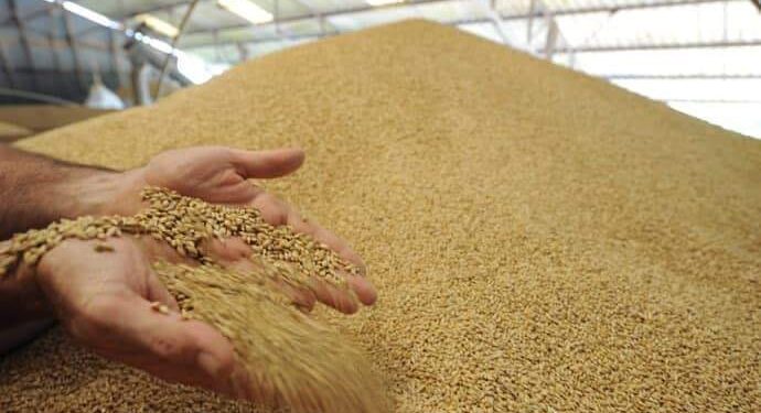 Энэ жил улаан буудай, төмсний хэрэгцээгээ дотооддоо 100 хувь хангана