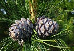 Зөвшөөрөлгүй самар түүвэл хорих ялаар шийтгэнэ