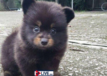 Амьтдын зулзаганы өхөөрдөм хөөрхөн зургуудыг сонирхуулж байна