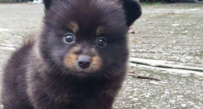 Амьтдын зулзаганы өхөөрдөм хөөрхөн зургуудыг сонирхуулж байна