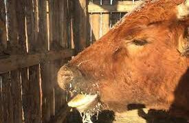 Малын гоц халдварт мялзан өвчин таван аймгийн 12 суманд бүртгэгдлээ