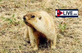 Ховд аймгийн Цэцэг суманд бүртгэгдсэн тарваган тахлын сэжигтэй тохиолдол батлагджээ