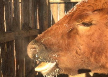 МЭЕГ: 2023 онд Шүлхий өвчин гарахгүй гэсэн хүлээлттэй байна