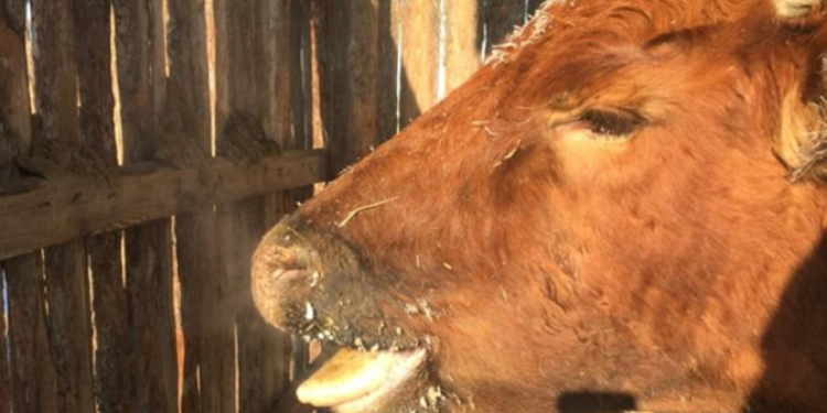 МЭЕГ: 2023 онд Шүлхий өвчин гарахгүй гэсэн хүлээлттэй байна