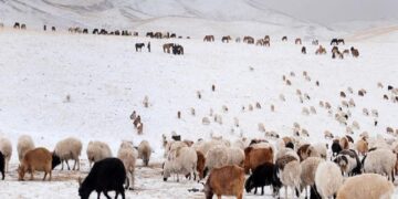 Энэ жил 21.8 мянган малчин өрх отроор өвөлжинө