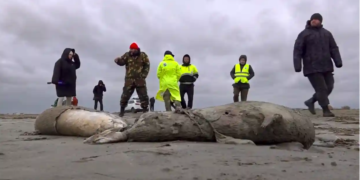 Каспийн тэнгисийн эргээс 2500 орчим үхсэн далайн хав олджээ