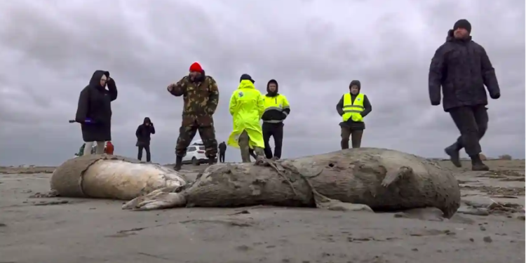 Каспийн тэнгисийн эргээс 2500 орчим үхсэн далайн хав олджээ