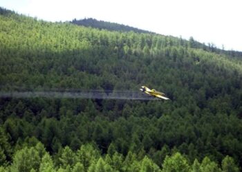 Ойн хөнөөлт шавжид өртсөн 300 мянган га талбайд хор цацна