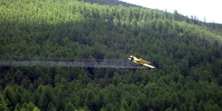 Ойн хөнөөлт шавжид өртсөн 300 мянган га талбайд хор цацна