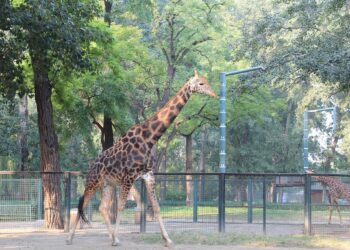 Бээжингийн амьтны хүрээлэн 600 төрөл, зүйлийн 7000 гаруй амьтантай