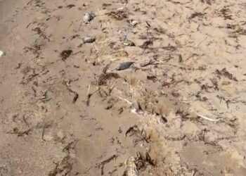 Буйр нууранд орох, загас барихыг хориглов