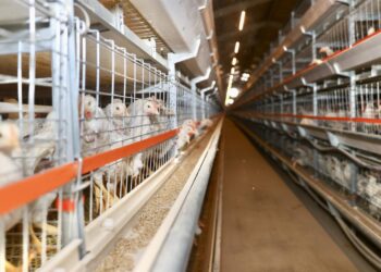 Тахианы махны хэрэгцээг ирэх таван жилд дотоодоос 100 хувь хангах боломжтой