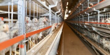 Тахианы махны хэрэгцээг ирэх таван жилд дотоодоос 100 хувь хангах боломжтой