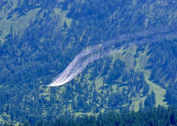 Энэ онд 185 мянган га талбайн ойн хөнөөлт шавжтай тэмцэнэ