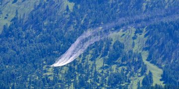 Энэ онд 185 мянган га талбайн ойн хөнөөлт шавжтай тэмцэнэ