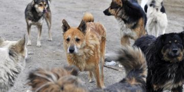 Б.Мөнх-Эрдэнэ: Эзэнгүй нохой, мууранд үржил хязгаарлах мэс ажилбар хийнэ