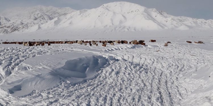 Увсын Малчин суманд 37 см зузаан цасан бүрхүүл тогтжээ
