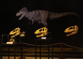 Үлэг гүрвэлийн 16 олдворыг эх орондоо буцаан авч ирлээ