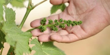 Монгол залуугийн Өмнөговьд усан үзэм тарих туршилт амжилттай болжээ