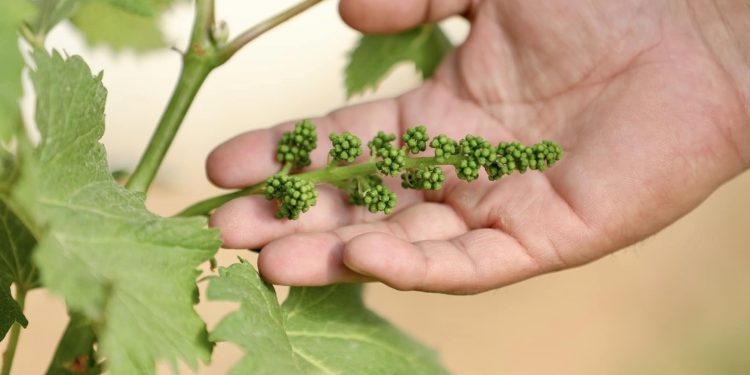 Монгол залуугийн Өмнөговьд усан үзэм тарих туршилт амжилттай болжээ