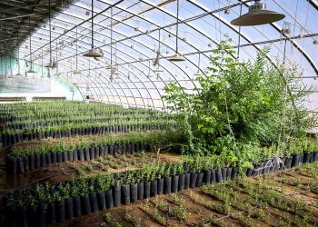 Эрдэнэс Тавантолгой” ХК 2030 он хүртэл 180 сая мод тарьж ургуулна