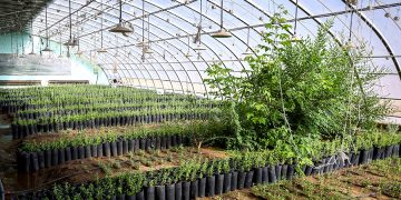 Эрдэнэс Тавантолгой” ХК 2030 он хүртэл 180 сая мод тарьж ургуулна