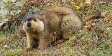 Тарваган тахлаар өвчилсөн 17 хүн хорвоог орхижээ