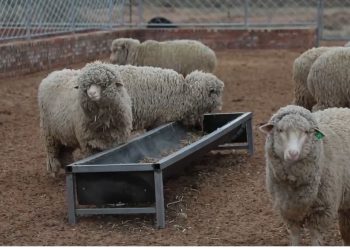 Ордосын Үүшин хошуунд нарийн ноост хонь үржүүлж байна