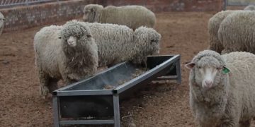 Ордосын Үүшин хошуунд нарийн ноост хонь үржүүлж байна