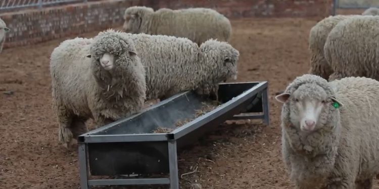 Ордосын Үүшин хошуунд нарийн ноост хонь үржүүлж байна