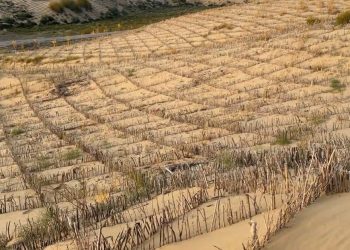 Элсний нүүдлийг зогсоохын тулд бургасан хашлага хэрэглэжээ