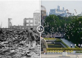 Далайн түрлэгтээ илаарших Цаасан шувуу